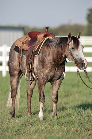 W.T. Waggoner Ranch Stallion